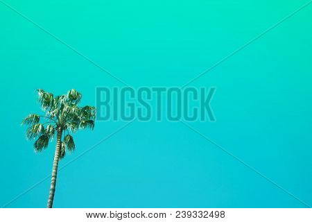 Three Nice Palm Trees Against Blue Sunny Sky. Creative Summer Concept.