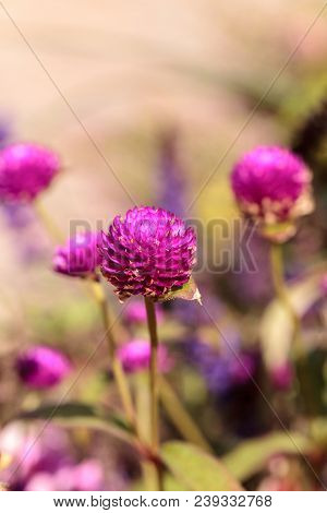 Gomphrena Globosa Purple Flower Blooms