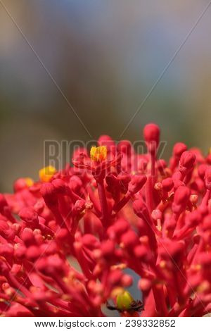 Coral Plant Jatropha Multifida Flower In A Garden In Naples, Florida