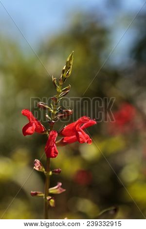 Red Salvia ‘phyllis Fancy’ Flower Blooms