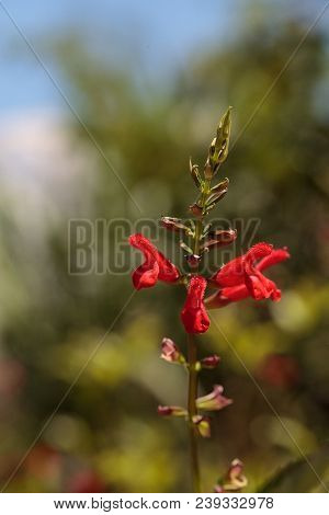 Red Salvia ‘phyllis Fancy’ Flower Blooms