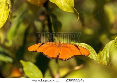 Orange Julia Butterfly Known As Dryas Julia