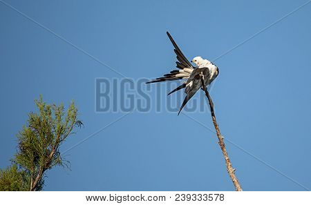 Swallow-tailed Kite Perches High In A Tree And Preens His Feathers