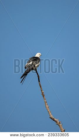 Swallow-tailed Kite Perches High In A Tree And Preens His Feathers
