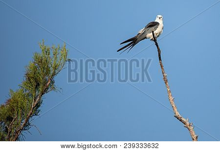 Swallow-tailed Kite Perches High In A Tree And Preens His Feathers