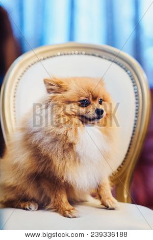 A Cute Pomeranian Dog With Red Hair Like A Fox Lounging On A Leather Chair