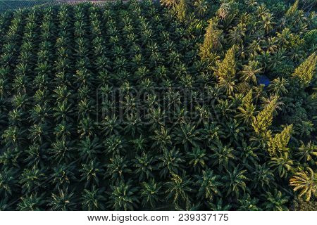 Oil Palm Plantation Field Aerial View With Sun Light