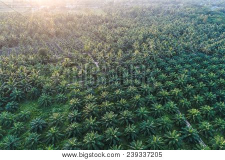 Oil Palm Plantation Field Aerial View With Sun Light
