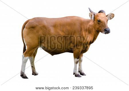 Banteng Isolate Cow Side Bibos Banting Big