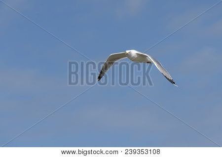 Seabird The Seagull Family Name Laridae In Flight Against A Blue Sky