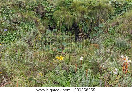 A Fountain And Indigenous Flowers And Plants Along The Contour Path Above The Van Heiningen Pass At 