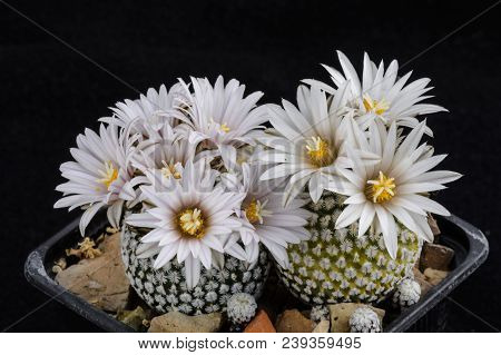 Cactus Turbinicarpus Valdezianus With Flower Isolated On Black.