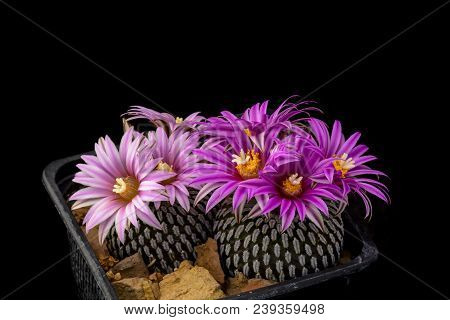 Cactus Turbinicarpus Pseudopectinatus With Flower Isolated On Black.