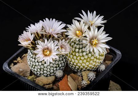 Cactus Turbinicarpus Valdezianus With Flower Isolated On Black.