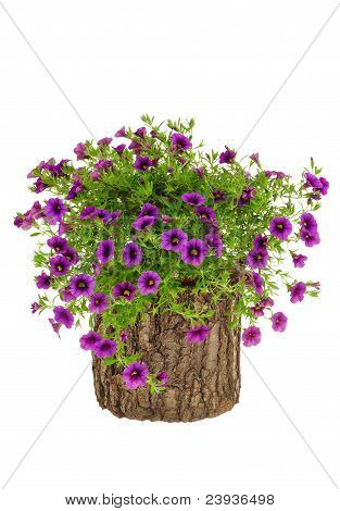 Petunia Surfinia-Blumen am Baumstamm over white background