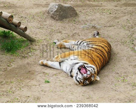 The Tiger Lying On Its Side, Threateningly Opened Its Jaws, Exposing Sharp Teeth And Pink Tongue.