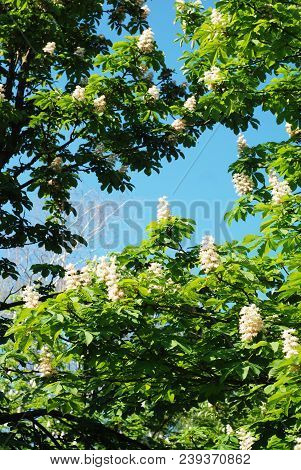 Blooming Chestnut Tree. White Blossomed Flowers Of A Chestnut Tree.