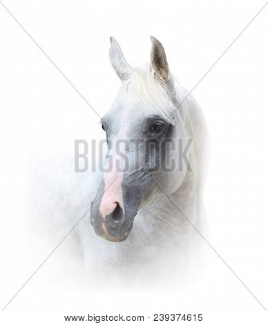Beautiful White Horse Portrait On A White Vackground