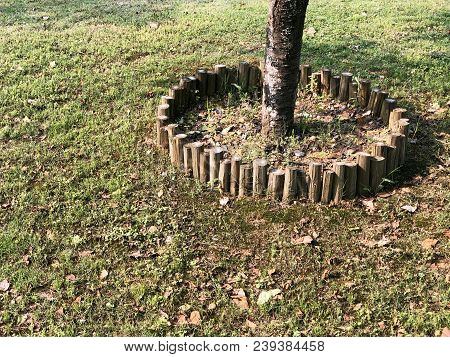 Tree Trunk Has Protected By Fence On Lawn