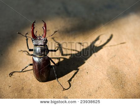Stag beetle