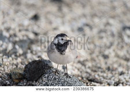 Small White, Black, Grey Bird - Wagtail - Motacilla Alba Closeup - Photo Made In North Norway Kwaloy