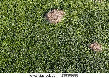 Pests And Disease Cause Amount Of Damage To Green Lawns, Lawn In Bad Condition And Need Maintaining