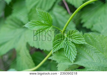 Poison Ivy Plant Garden Nature Natural Spring
