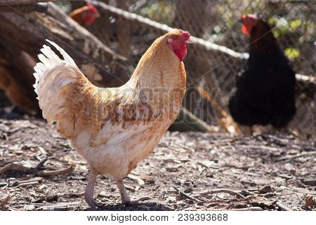 Beautiful Healthy Cockerel Walking On The Ground. Concept Bird Farm. Space For Text