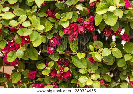Summer Concept. Blooming Bougainvillaea Background.