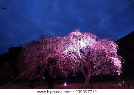 Weeping Cherry Tree In Sakura No Sato, Izu, Shizuoka, Japan (night Scene)
