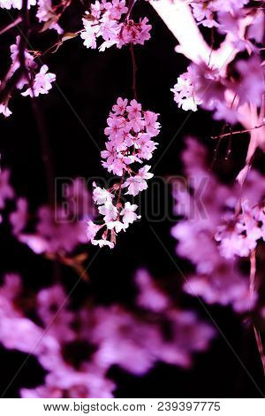 Weeping Cherry Tree In Sakura No Sato, Izu, Shizuoka, Japan (night Scene)