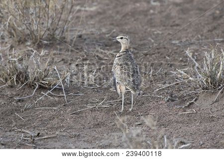 Two-banded Courser That Stands Among Dry Grass In The Savanna In The Dry Season