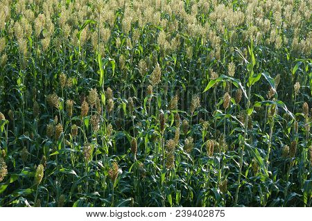 Jowar Grain Sorghum Crop Farm In Growth At Field