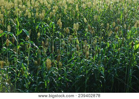 Jowar Grain Sorghum Crop Farm In Growth At Field