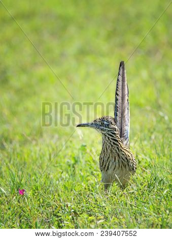 The Greater Roadrunner (geococcyx Californianus) Bird Standing In The Grass In Springtime Texas