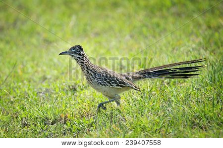 The Greater Roadrunner (geococcyx Californianus) Bird Running Through The Grass In Springtime Texas