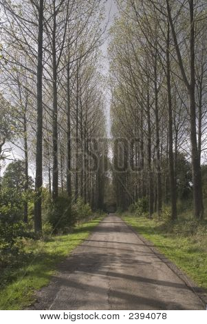 Estrada do país