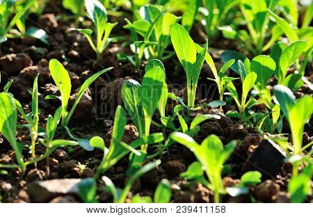 Choy Sum Sprouts Growing At Vegetable Garden