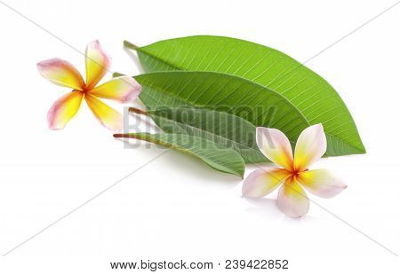 Leelawadee An Isolated On White With Clipping Paths