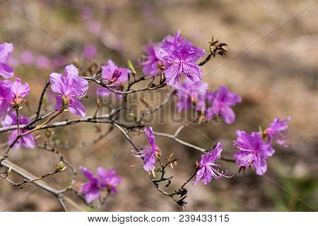 Close Up Of Ledum Wild Rosemary, Marsh Tea Blossoming Flowers. Background Image Of The Nature. Beaut