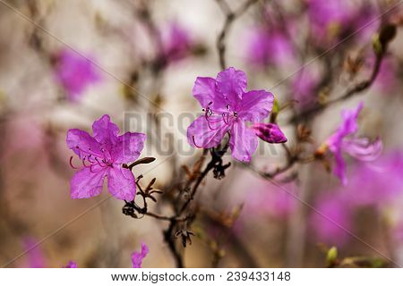 Close Up Of Ledum Wild Rosemary, Marsh Tea Blossoming Flowers. Background Image Of The Nature. Beaut