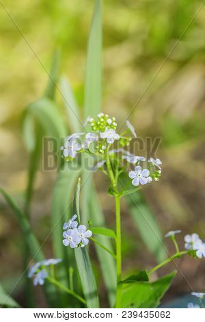 Siberian Bugloss Flower Or Forget-me-nots With Leaf In The Garden