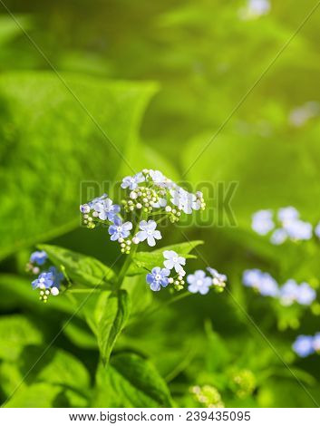 Siberian Bugloss Flower Or Forget-me-nots With Leaf In The Garden