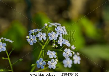 Siberian Bugloss Flower Or Forget-me-nots With Leaf In The Garden