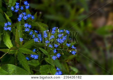 Siberian Bugloss Flower Or Forget-me-nots With Leaf In The Garden