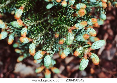 Abies Koreana Kohouts Icebreaker, New Dwarf Cultivar Of Korean Fir With Silvery Curvy Needles