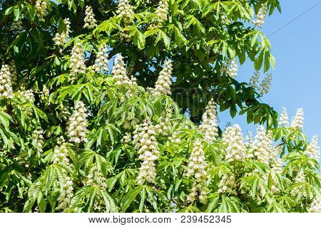 Blooming Chestnut Against The Blue Sky On Sunny Day.