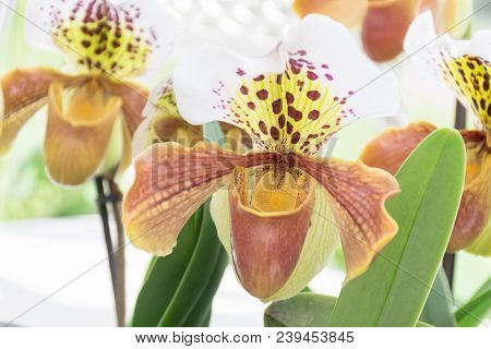 Beautiful Blossom  Paphiopedilum Henryanum Orchids In Form As Slipper With Four Petals, Top With Whi