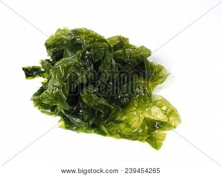 Sea Lettuce - Lechuga De Mar

Edible Green Algae In The Family Ulvacceae. Binomial Name: Ulva Lactut