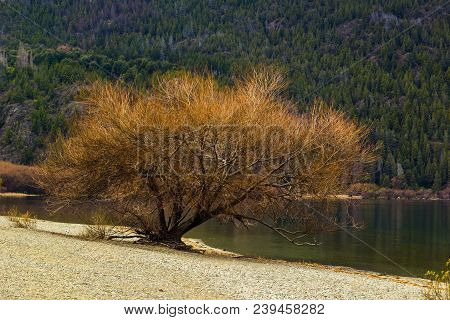 Viiew Of The Golden Tree In  The Beautiful Park And Lake In Lago Puelo - Argentina In The Autumn